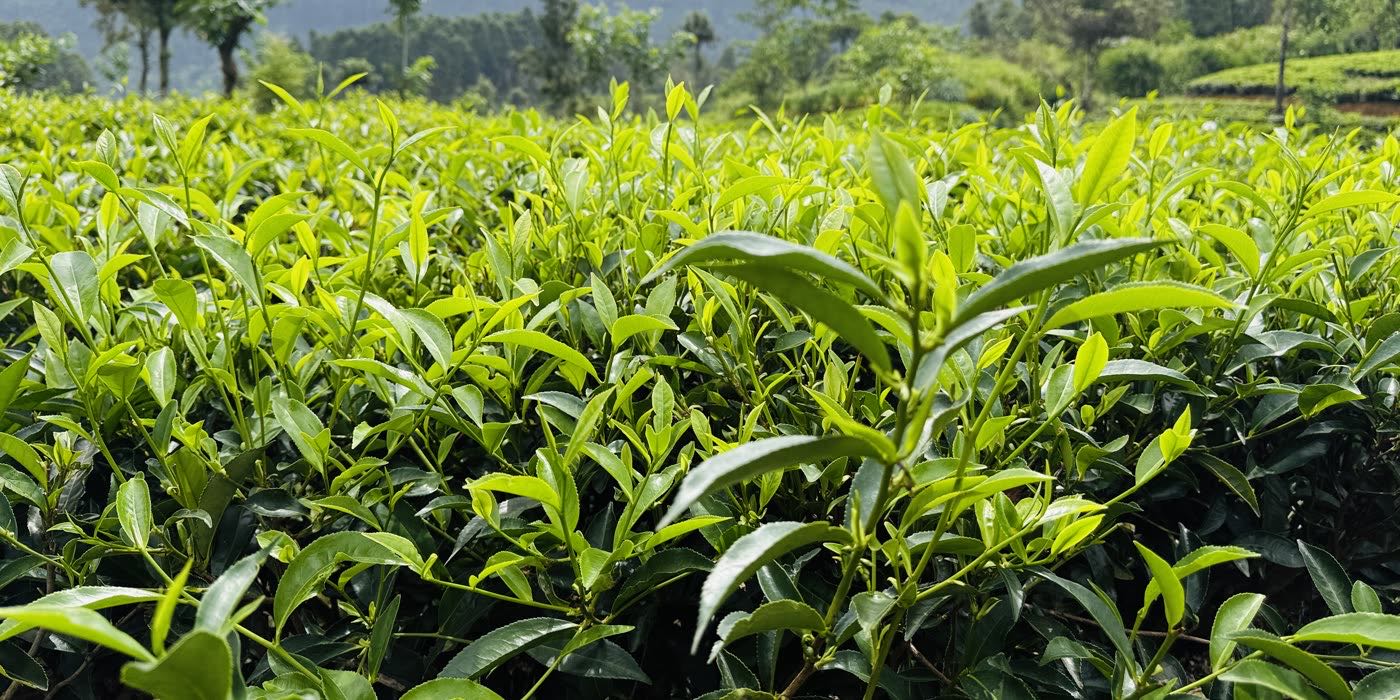 New flush across a tea field, with the hills behind