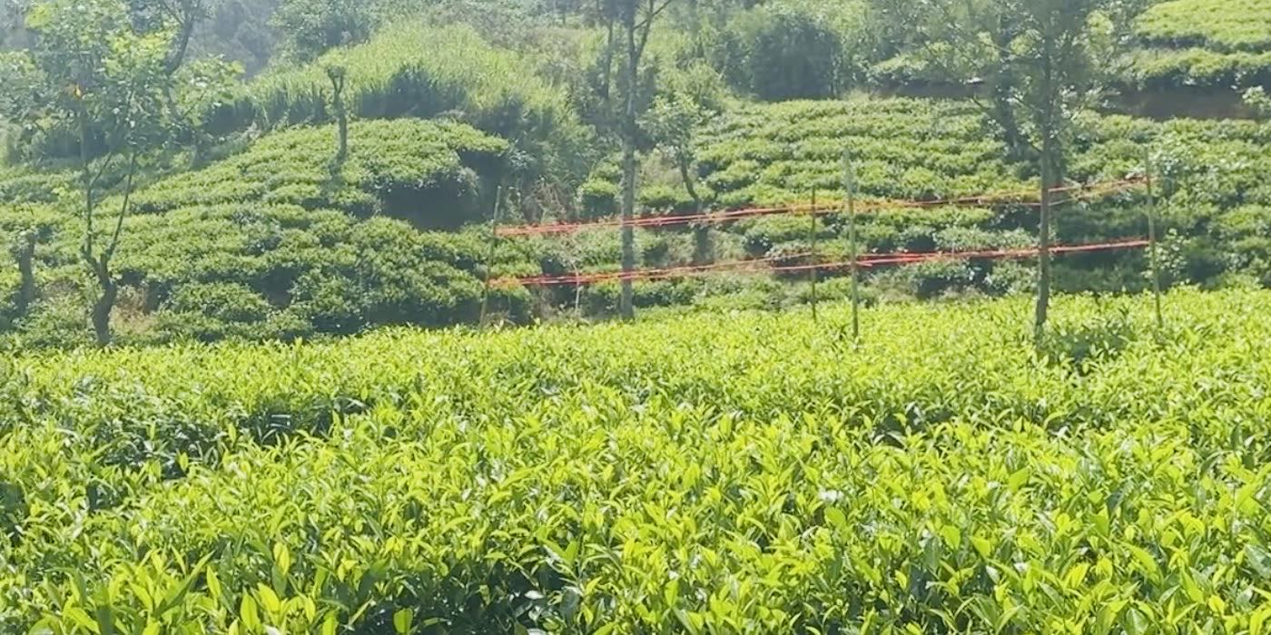 Terraced smallholdings running up a hillside
